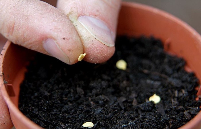 چگونه و چه موقع بذرها را کشت کنید