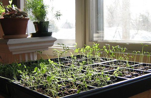 کاشت بذر در خانه