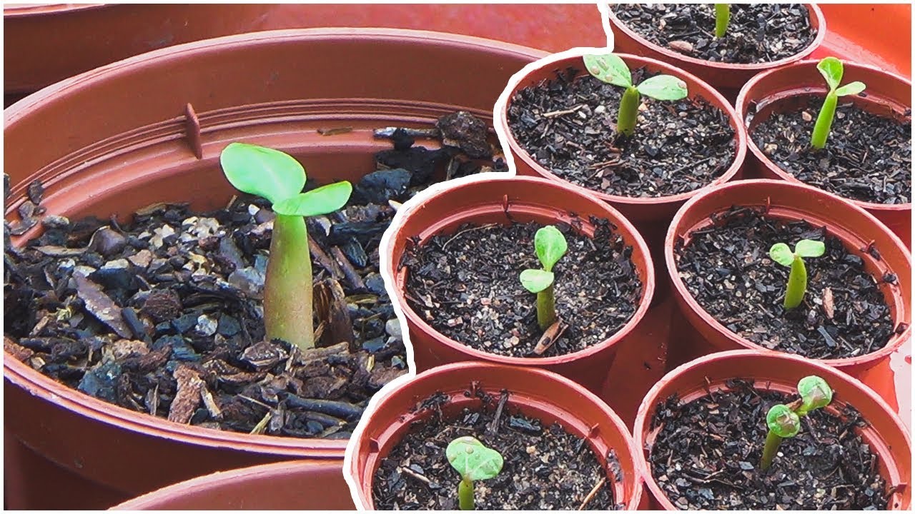 نحوه کشت بذرها در گلدان