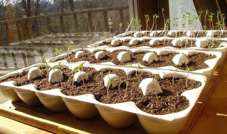 نحوه کشت بذر در خانه