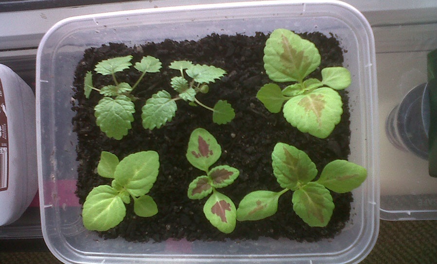 زمان کشت بذر در داخل منزل