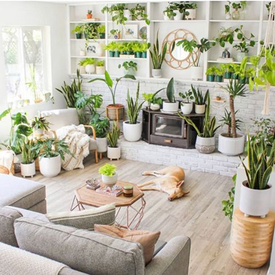 چهار گیاه آپارتمانی مناسب برای دکوراسیون...