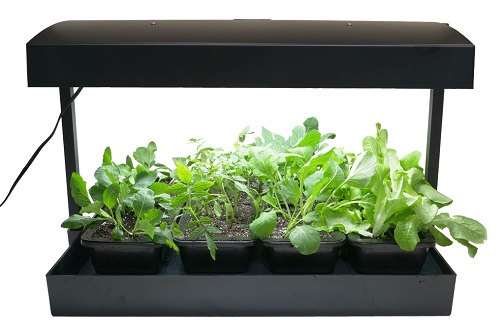 نحوه رشد و پرورش بذرها زیر نور