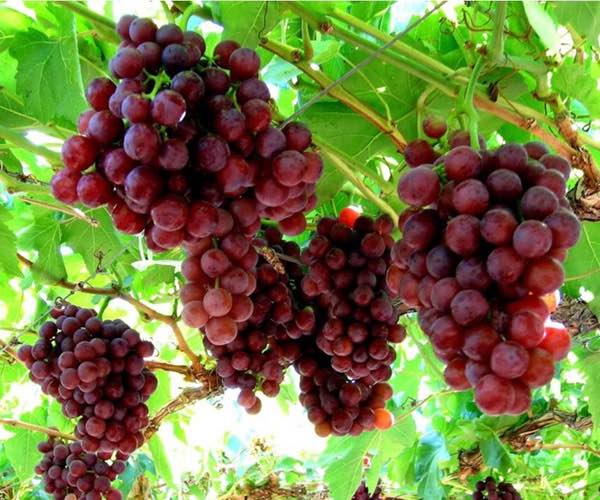 نحوه هرس انگور بی دانه تامسون