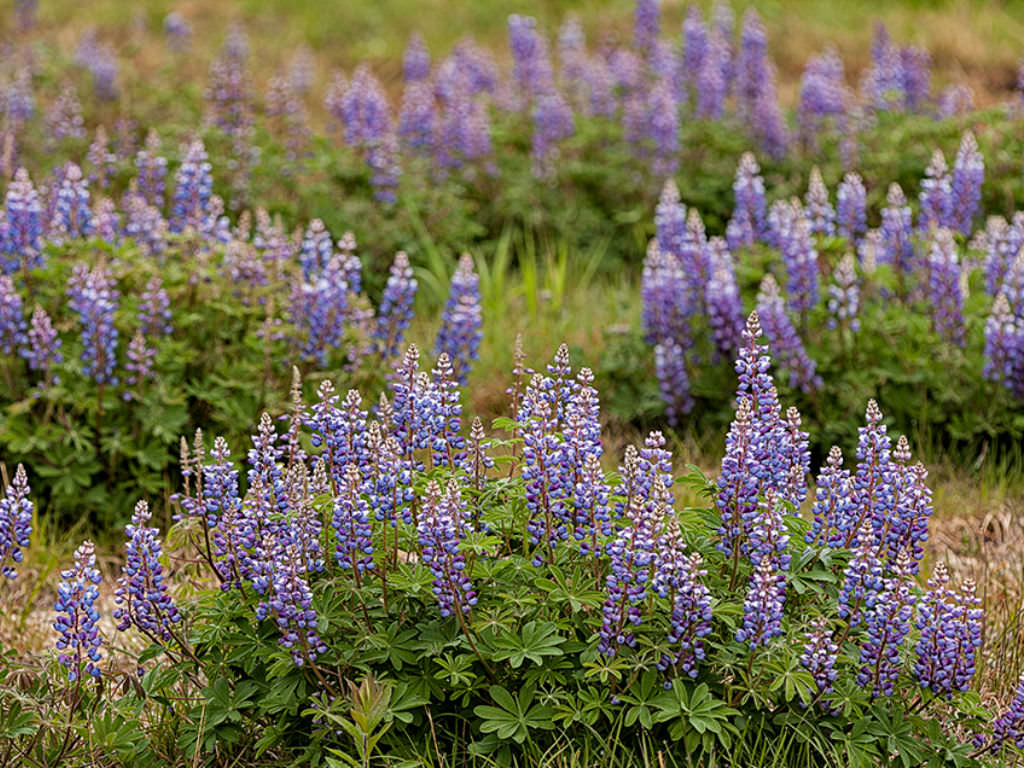 نحوه جمع آوری بذرهای گیاه لوپین