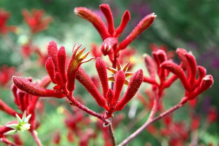 گیاه پنجه کانگورو چقدر زنده می ماند؟