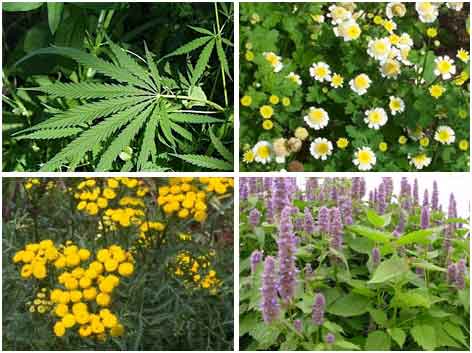 نکاتی در بکارگیری گیاهان دارویی در احداث فضاهای سبز شهری