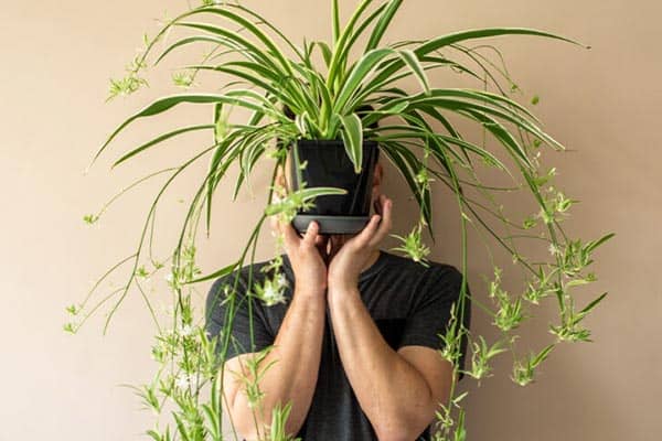 تأثیر گیاهان آپارتمانی بر کنترل خشم