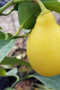 گیاهشناسی و ارزش غذایی رقم زینتی لیمو گلابی آمل