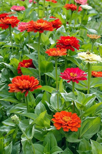برداشت بذور آهار برای بهار سال آینده