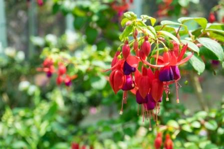 چطور گل گوشواره ای را تشویق به گلدهی بیشتر کنیم؟