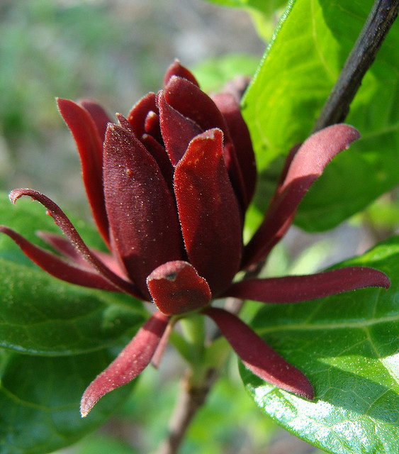 نحوه کاشت درختچه گل شرابی (شیرین)