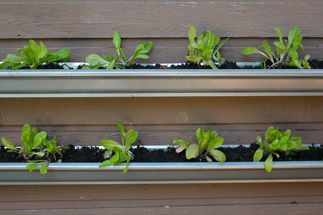 چگونه می توان کاهو را روی دیوار پرورش داد؟