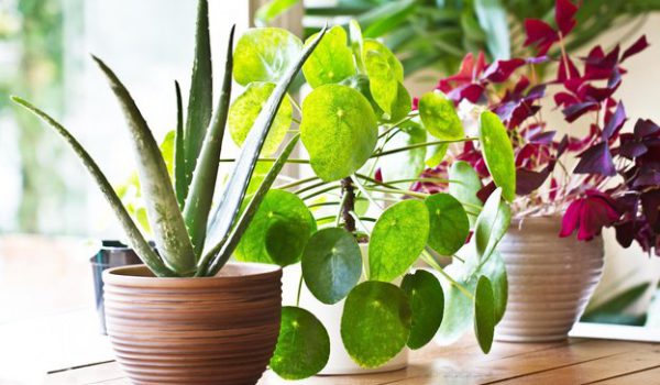 عکس العمل گیاهان در برابر شرایط محیط (درجه حرارت و نور)