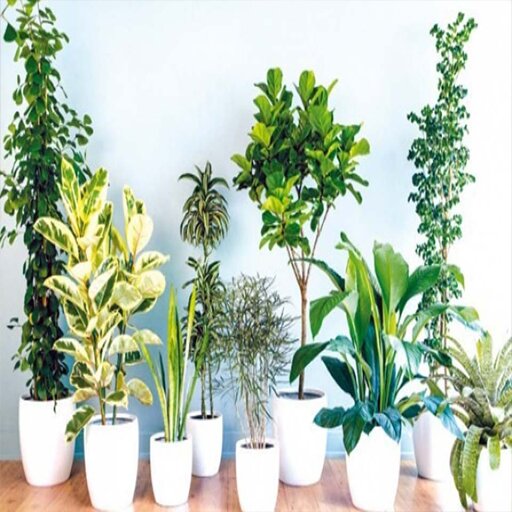 عکس العمل گیاهان در برابر شرایط محیط (رطوبت هوا و هورمون های گیاهی)