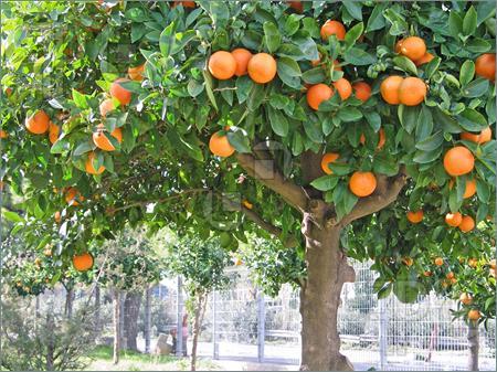 شرایط کاشت مرکبات در فضای سبز