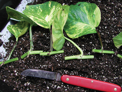 بستر مناسب برای کاشت قلمه ها