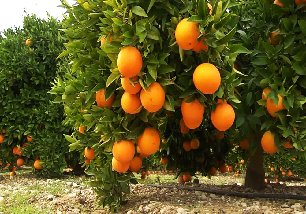 آفات و بیماری های مرکبات