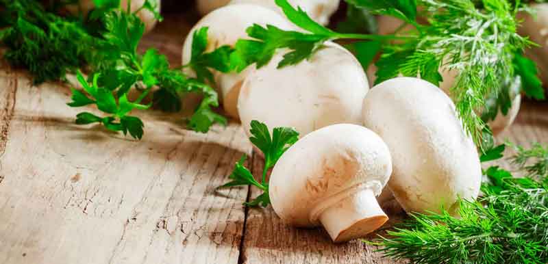 چگونگی پرورش قارچ دکمه ای سفید
