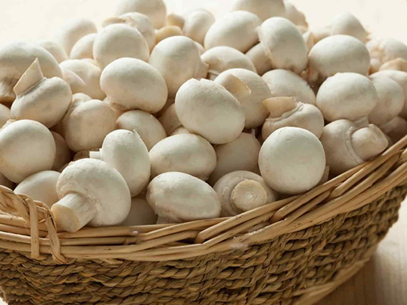 پرورش قارچ دکمه ای