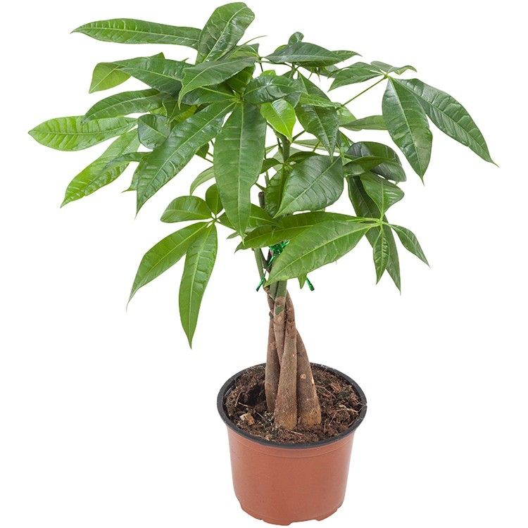 عوض کردن گلدان