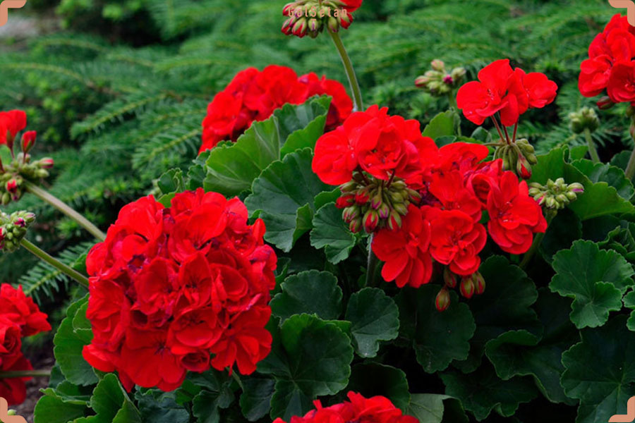 مراقبت از گل شمعدانی