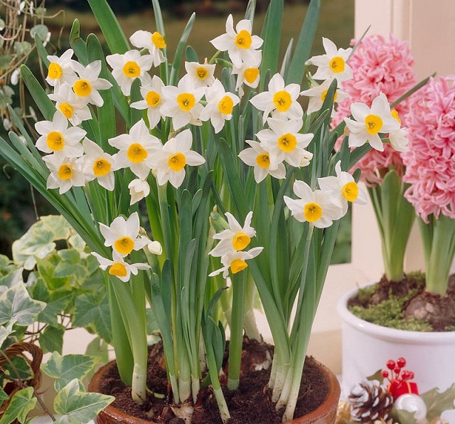 کاشت پیاز گل در گلدان