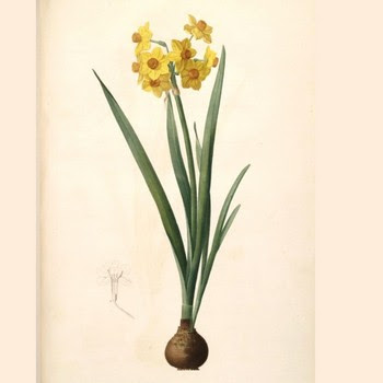 محافظت از آفت و بیماری