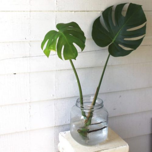 قرار دادن قلمه در آب سرد