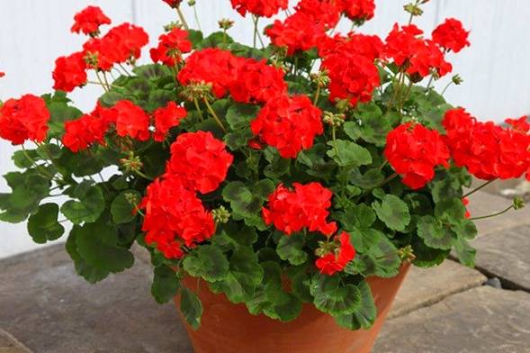 مراقبت از گل شمعدانی - کاشتن در گلدان