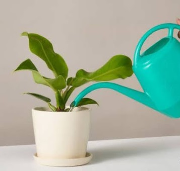 آبیاری گیاهان زینتی