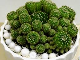 در طول فصل رشد کاکتوس خود را هفته ای یکبار آبیاری کنید