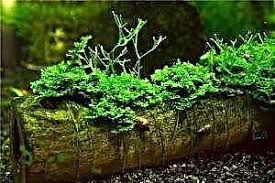 پرورش خزه جاوه در آکواریوم - راه اندازی یک آکواریوم