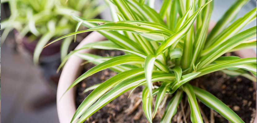 مراقبت و تکثیر گیاهان عنکبوتی