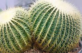 چگونگی مراقبت از کاکتوس ها