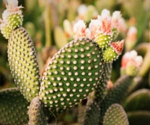 مراقبت از کاکتوس ها-اندازه گلدان