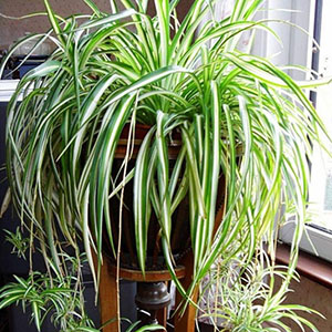 نحوه مراقبت و تکثیر گیاهان عنکبوتی