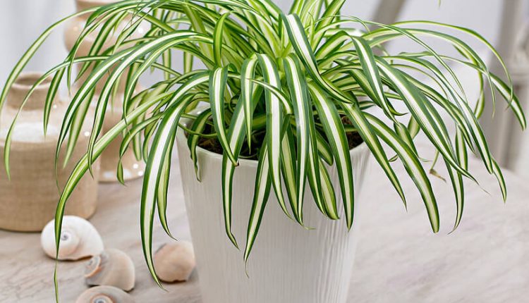 گیاهان بزرگ را تکثیر کنید