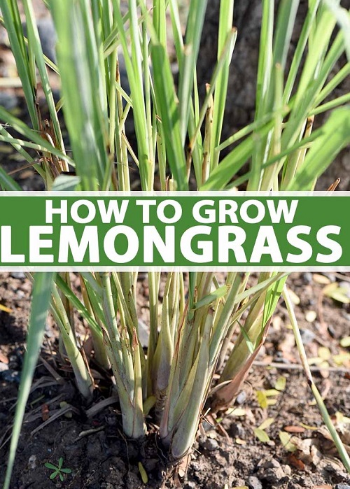 پرورش گیاه دارویی علف لیمو با استفاده از بذر در خانه