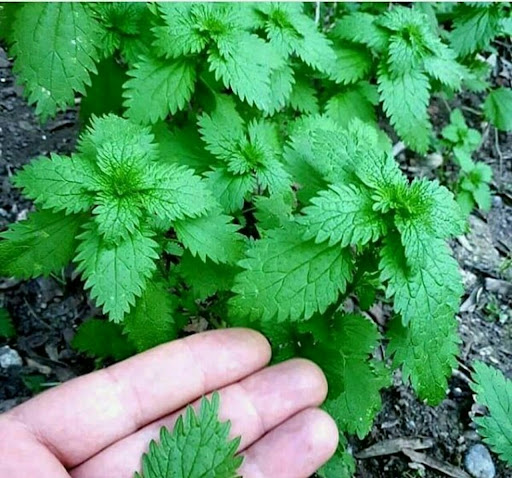 استفاده از برگ گزنه - روش دم کردن برگ گزنه با آب