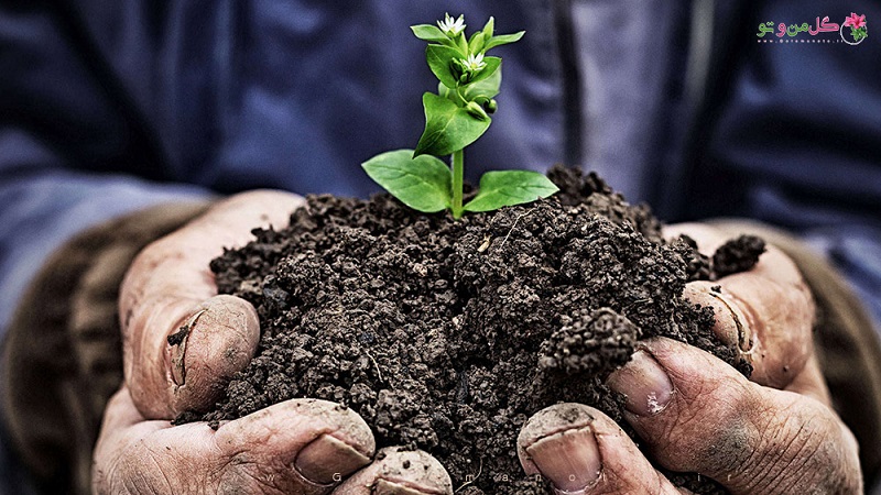 چگونه کمپوست های خانگی را اسیدی کنیم؟