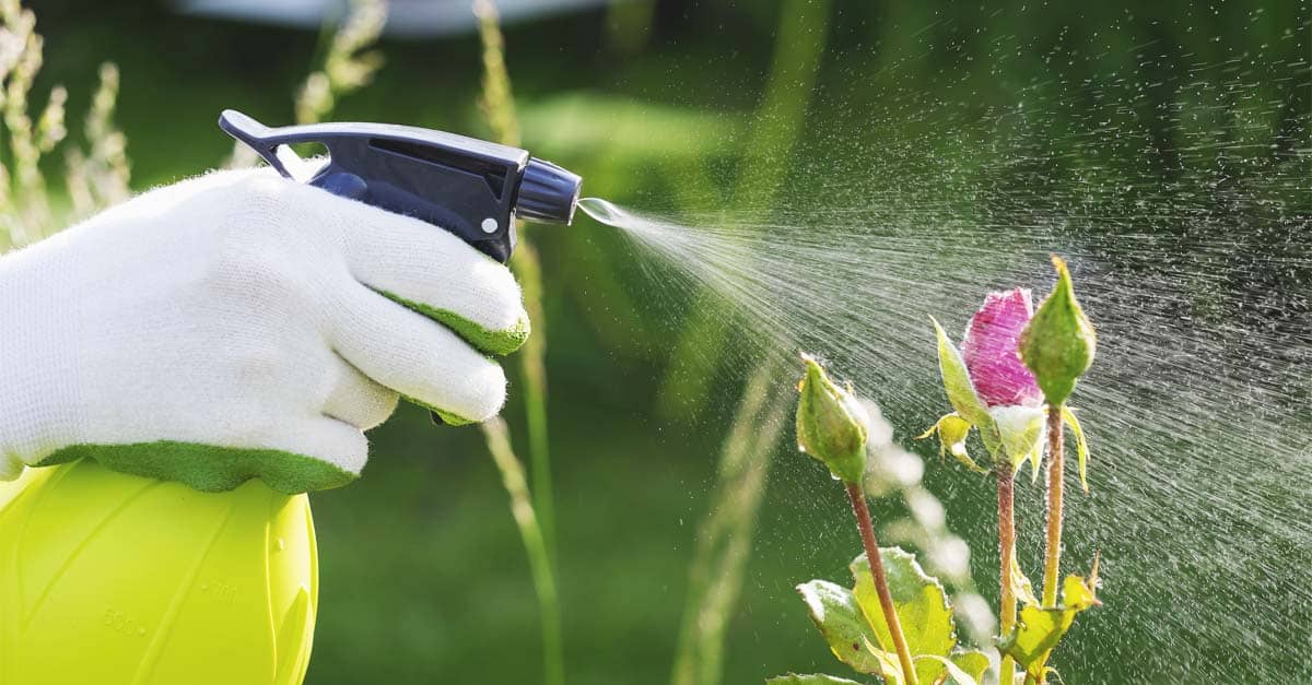 چگونه آفت کش خانگی درست کنیم