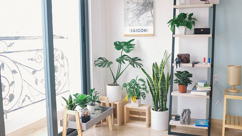 چگونه گیاهان را در برابر سرمازدگی محافظت کنیم