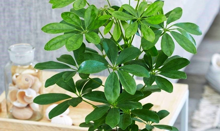 چگونه از گیاه شفلرا مراقبت کنیم