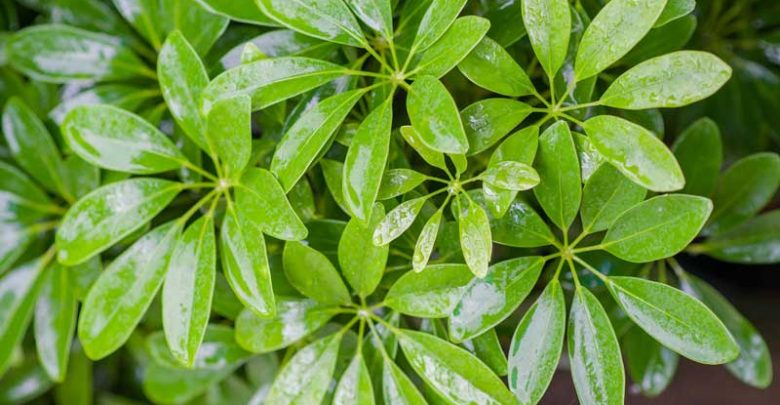 مراقبت از شفلرا - فراهم کردن شرایط مناسب