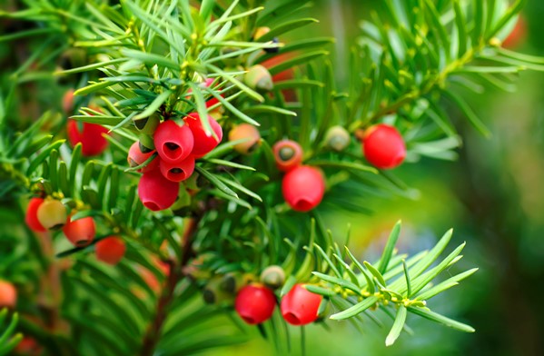 نحوه کاشت گیاه سرخدار