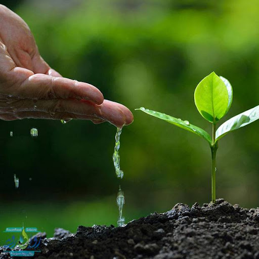 جلوگیری از گرم شدن بیش از حد گیاهان