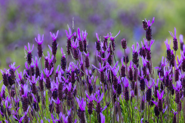 کشت و تکثیر اسطوخودوس فرانسوی (اسطوخودوس حقیقی)