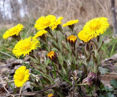 آشنایی با گیاه پاخری