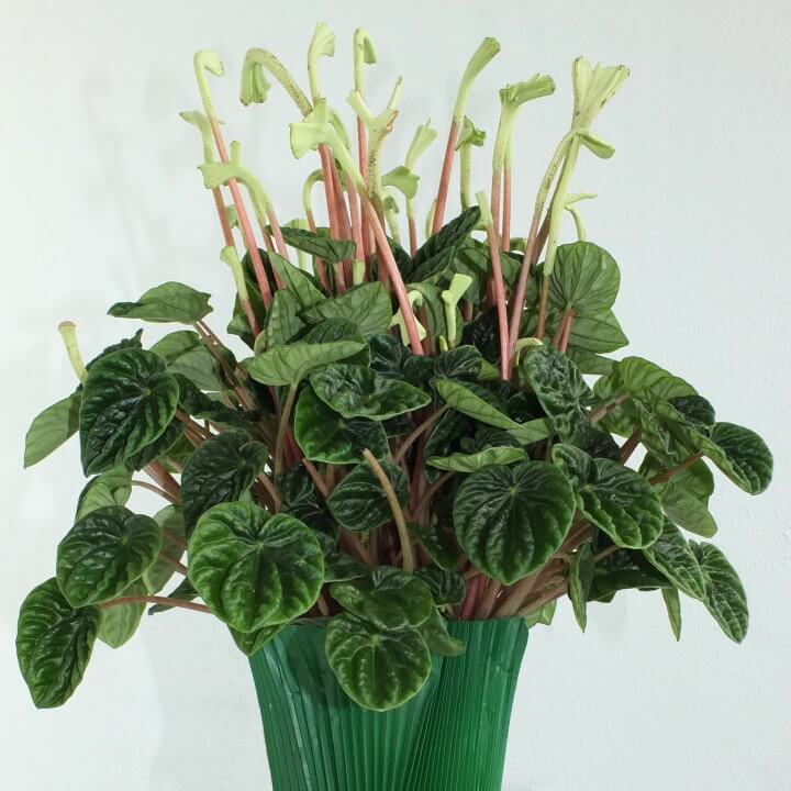 چگونه از پپرومیا موج دار مراقبت کنیم